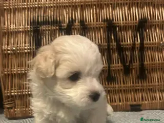 Mixed Breed dogs Stunning, Rare, Cotonese puppies LAST PUPPY! - Advert 16