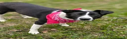 Mixed Breed dogs for adoption: ❤️🐶 RIABA – THE COMPANION EVERY FAMILY DREAMS OF in Burton-on-Trent - Advert 8
