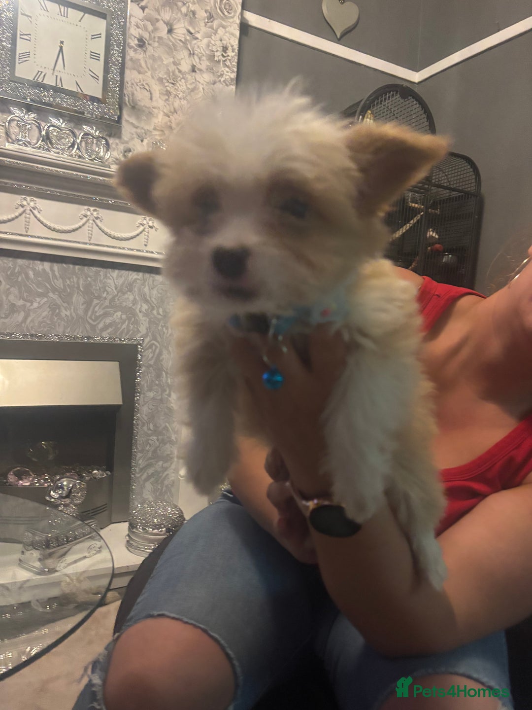 Mixed Breed dogs for sale: Chorkie-apso puppies  - Advert 28