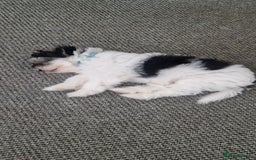 Mixed Breed dogs for sale: Pomapoo x shihpoo 10 weeks old boy - Image 4