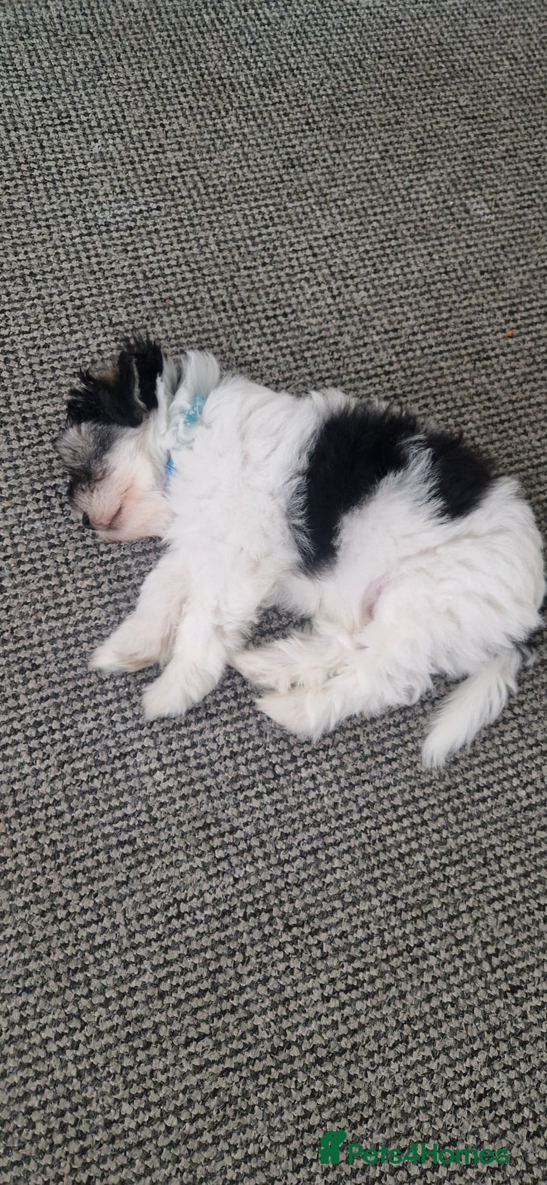 Mixed Breed dogs for sale: Pomapoo x shihpoo 10 weeks old boy - Image 4