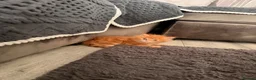 Mixed Breed cats for sale: Ginger kittens - Advert 1