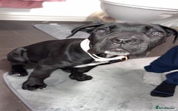 Cane Corso dogs for sale: Cane corso puppy  - Image 1