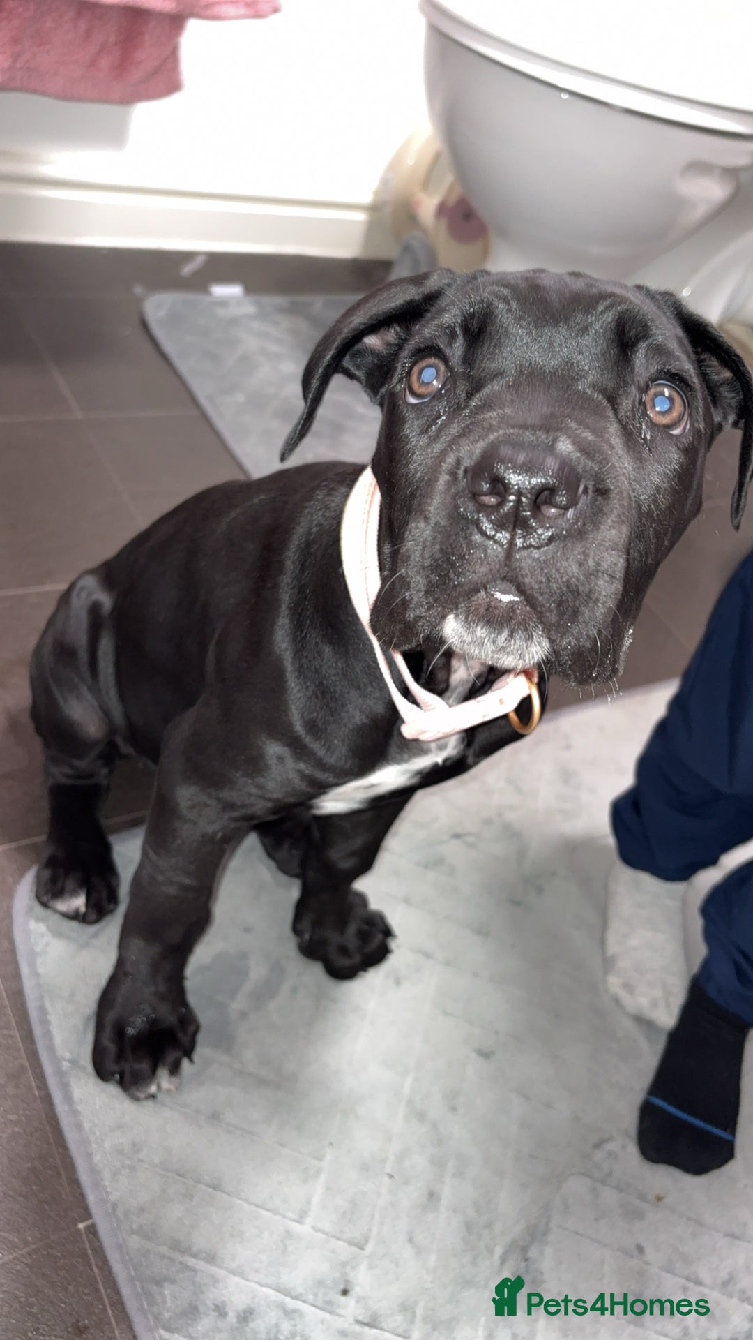 Cane Corso dogs for sale: Cane corso puppy  - Image 1
