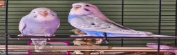 Budgerigars birds for sale: 3 Male Chicks Semi Tame in Betchworth - Advert 3