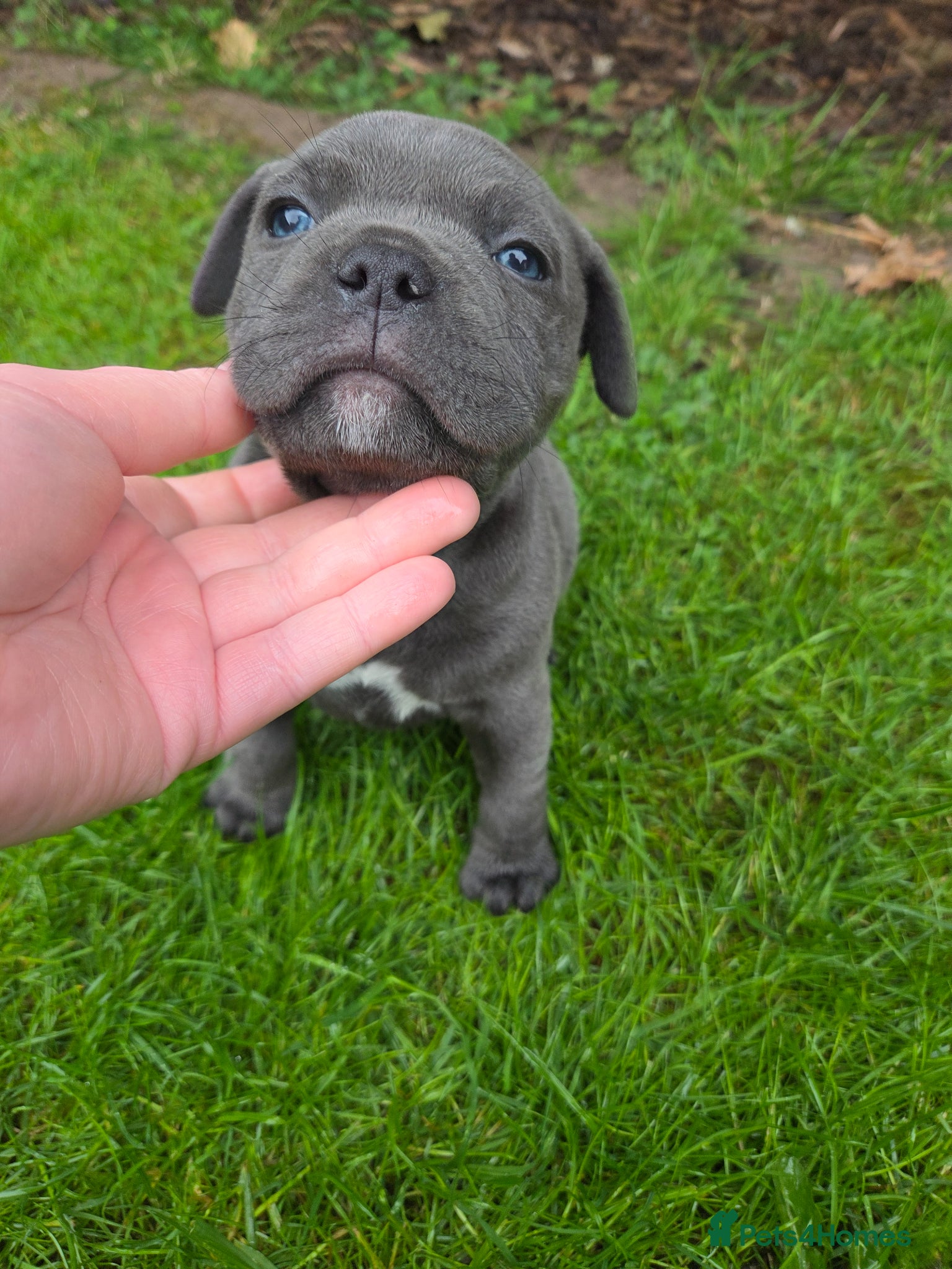 Staffordshire Bull Terrier dogs LAST KC Staffordshire Bull Terrier  - Advert 15