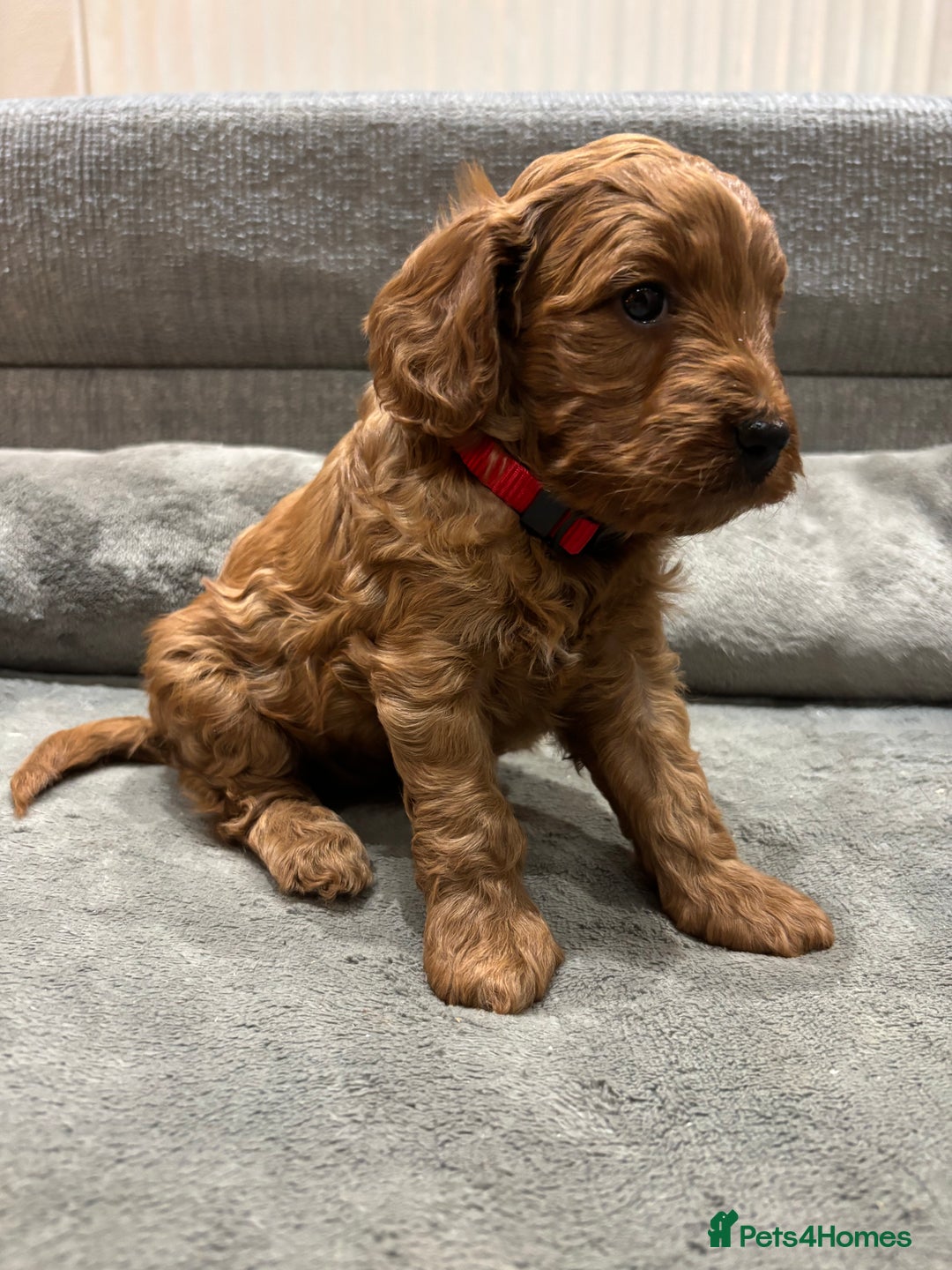 Cockapoo dogs for sale: Red cockapoos *DNA CLEAR* - Advert 12