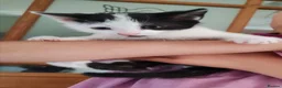 Mixed Breed cats for sale: Kittens  - Advert 14
