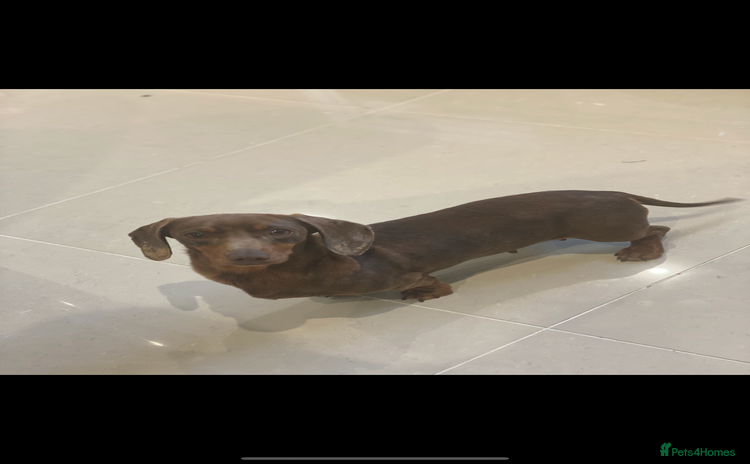 Miniature Dachshund dogs - Advert 16