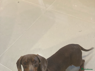 Miniature Dachshund dogs - Advert 21