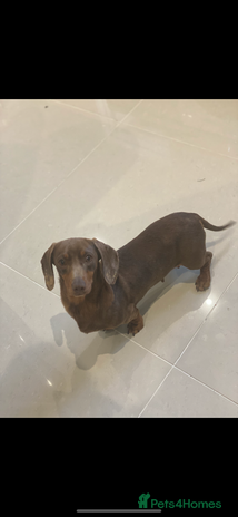 Miniature Dachshund dogs - Advert 16