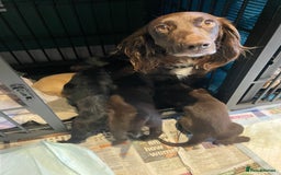 Mixed Breed dogs for sale: Cocker gold maraner - Image 19