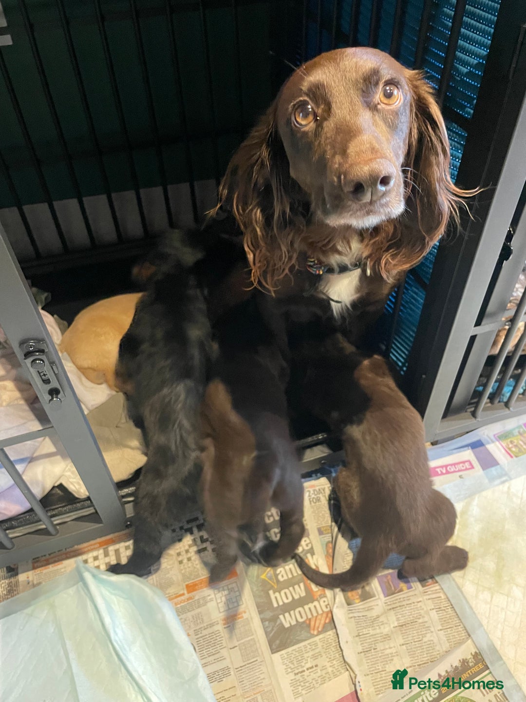 Mixed Breed dogs for sale: Cocker gold maraner - Image 19