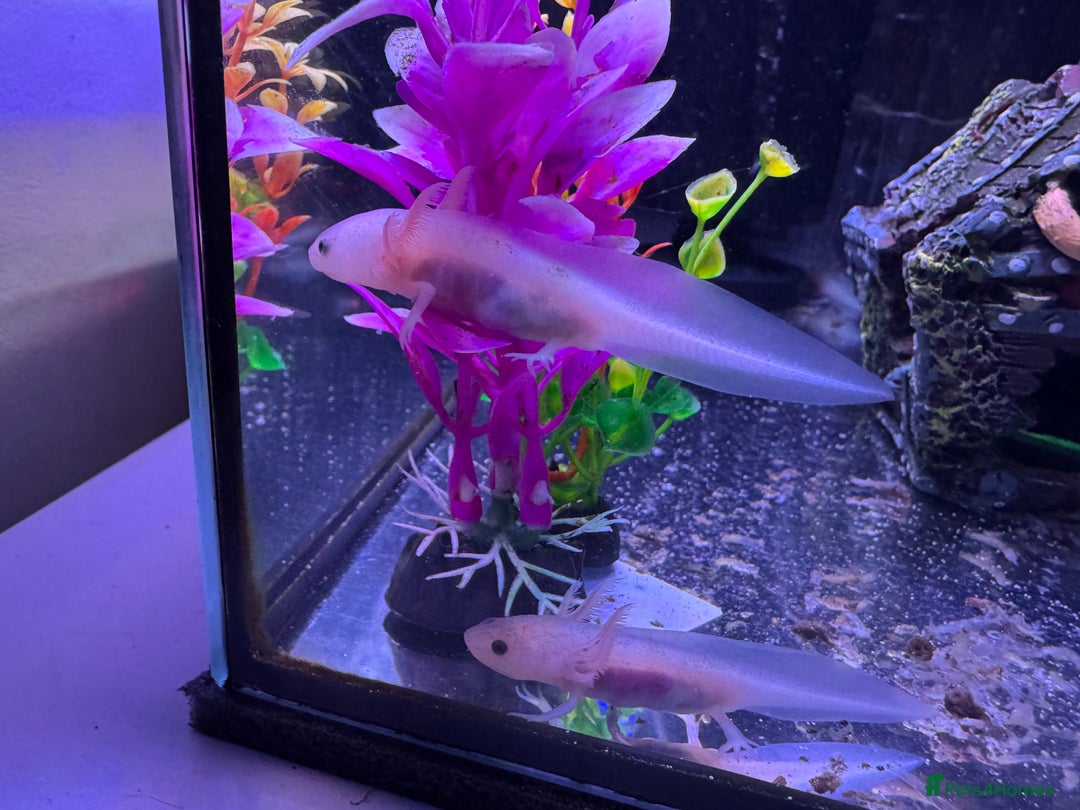 Axolotl reptiles for sale: Axolotl - Image 23