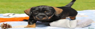 Miniature Dachshund Puppy 1