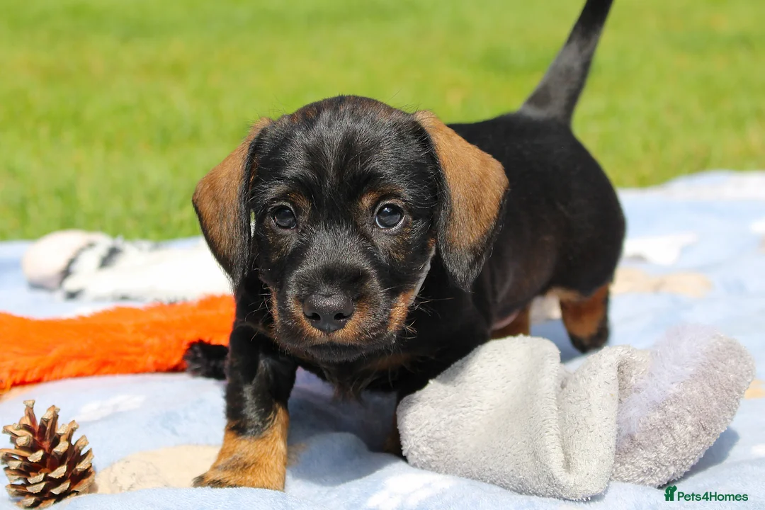 Miniature Dachshund dogs for sale: Wire Haired Dachshund Puppies KC Registered  - Advert 1