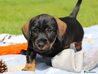 Miniature Dachshund dogs KC Reg. Mini Wire Haired Dachshund Puppies - Advert 1