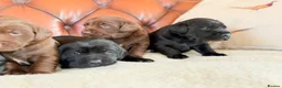 Cockerdor dogs for sale: Strong Chunky Cockerdor Puppies - Advert 6