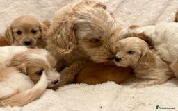 Cavapoo dogs for sale: Cavapoo *Licensed* Ready 2nd Dec. - Advert 9