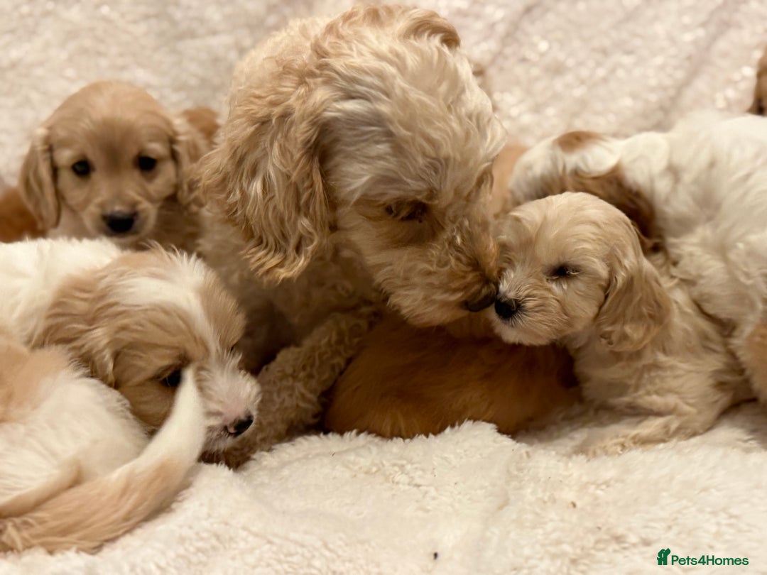 Cavapoo dogs for sale: Cavapoo *Licensed* Ready 2nd Dec. - Advert 9