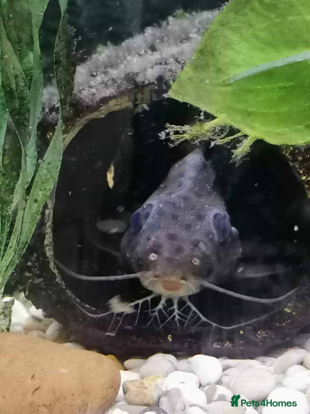 Catfish fish for sale: 2 large cat fish, aquarium and stand - Image 10