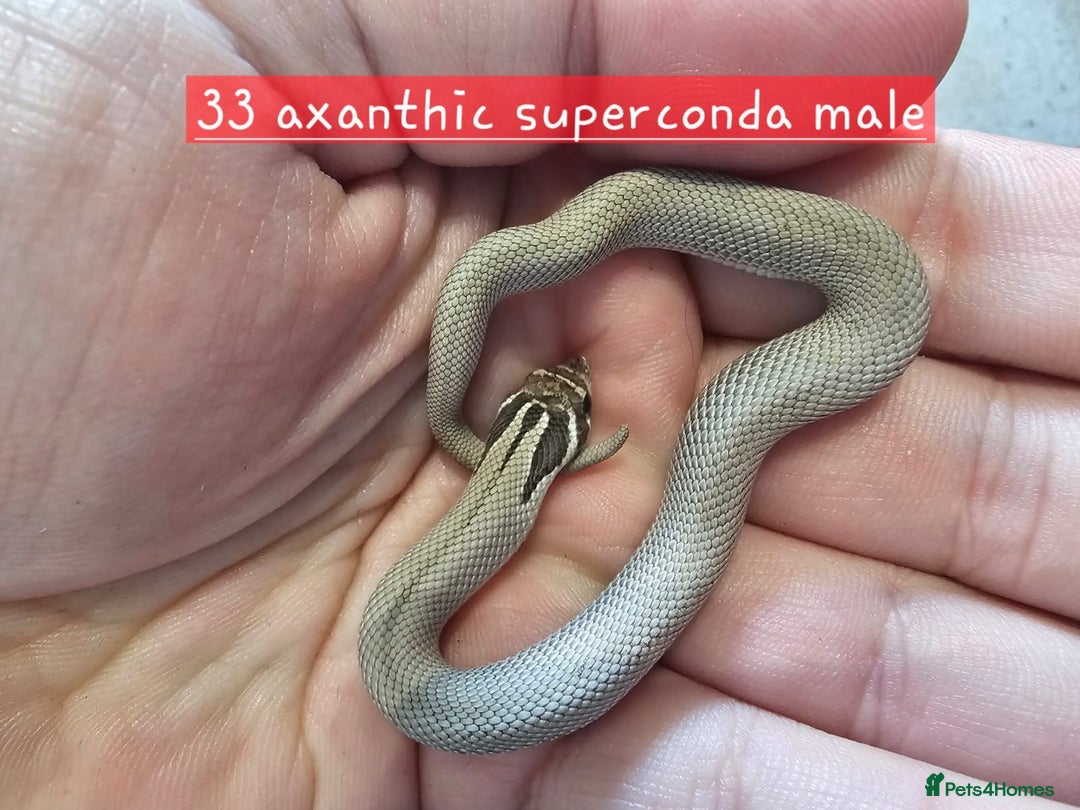 Snake reptiles for sale: Western Hognose Snakes  - Image 4