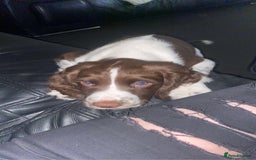 English Springer Spaniel dogs for stud: Springer spaniel stud  - Advert 2