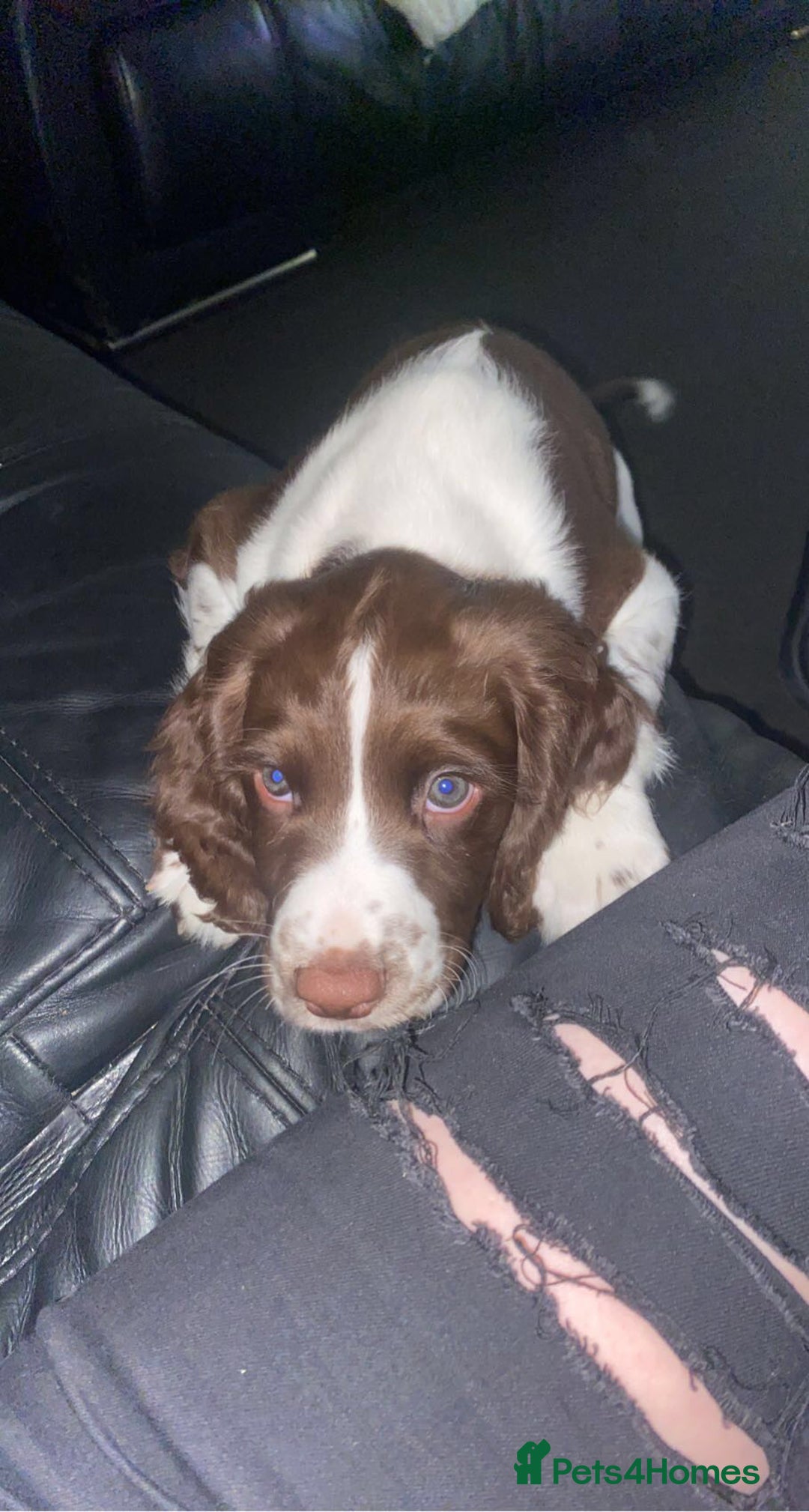 English Springer Spaniel dogs for stud: Springer spaniel stud  - Advert 2