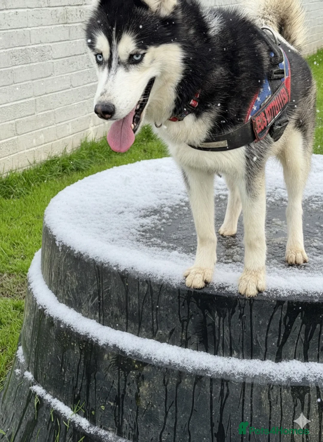 Siberian Husky dogs for stud: beautiful Zeus - Advert 15