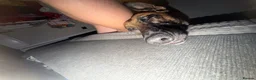 Belgian Shepherd Dog dogs for sale: Male Belgium Malinois  - Advert 8