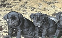 Cane Corso dogs for sale: Top quality  - Image 21