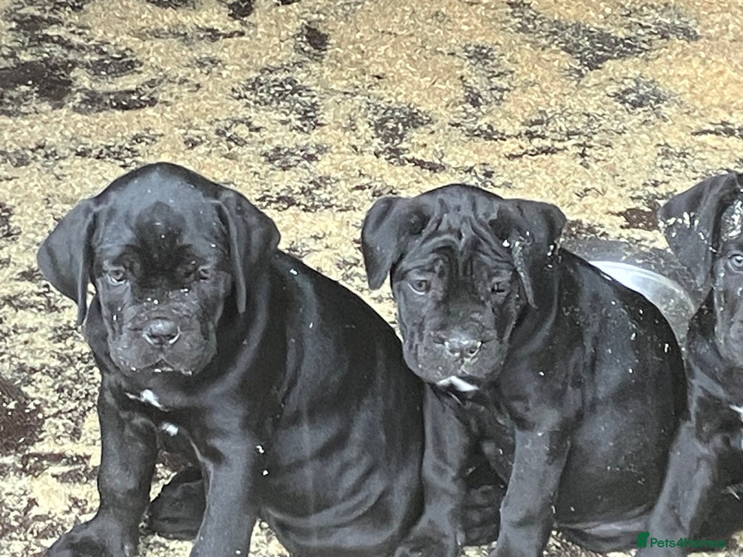 Cane Corso dogs for sale: Top quality  - Image 21