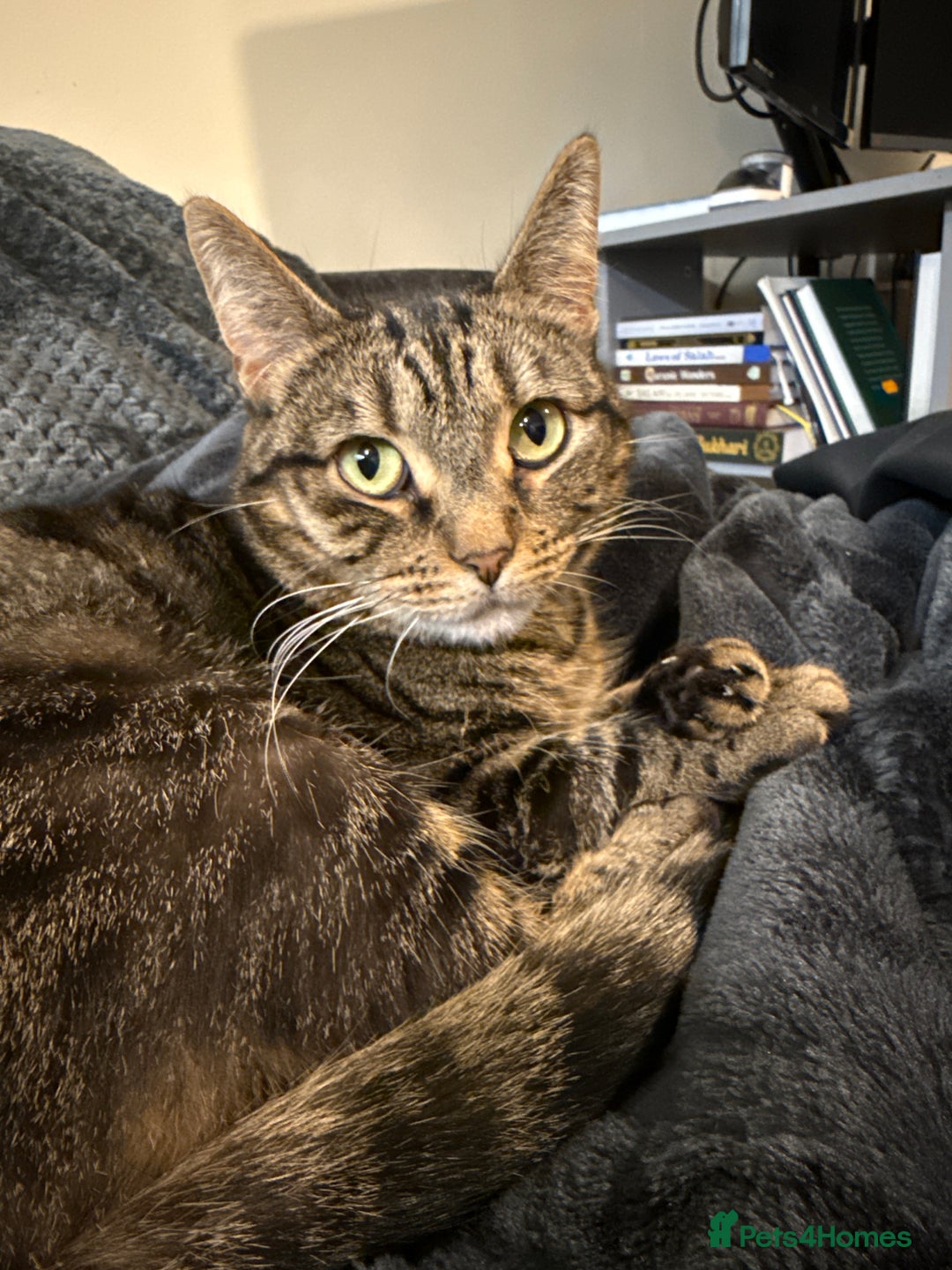 Bengal cats for sale: 3 Year Old Bengal Tabby For Sale  - Advert 6