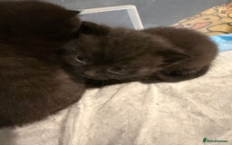 British Shorthair cats for sale: Stunning British Shorthair X Kittens  - Image 5