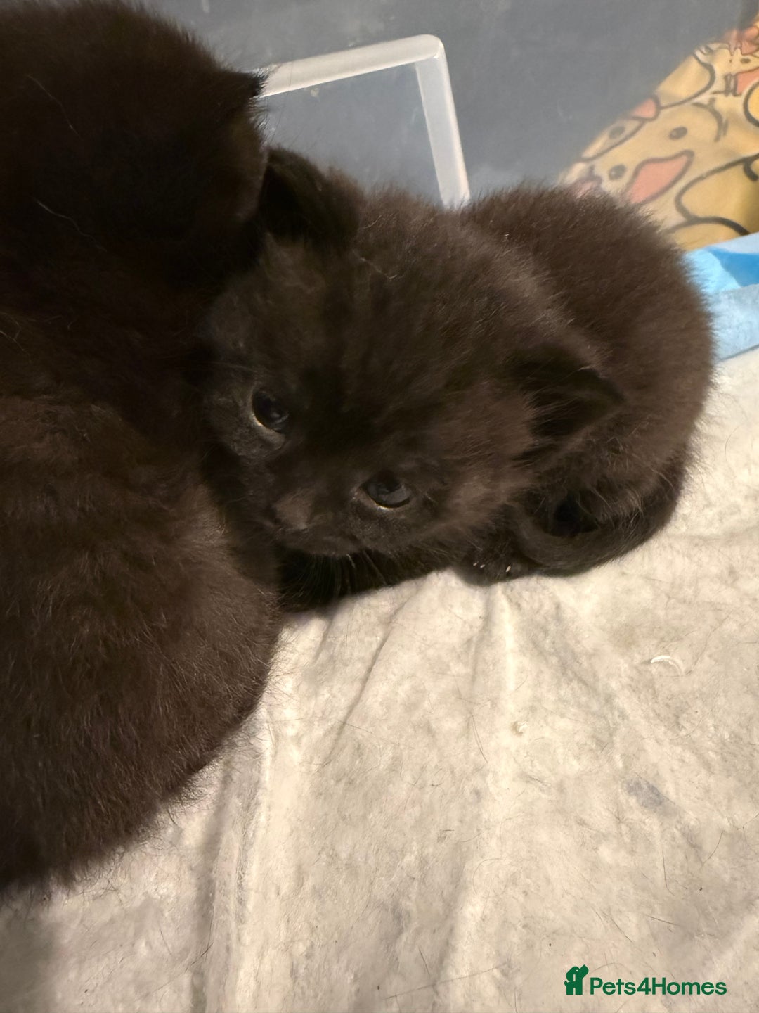 British Shorthair cats for sale: Stunning British Shorthair X Kittens  - Image 5