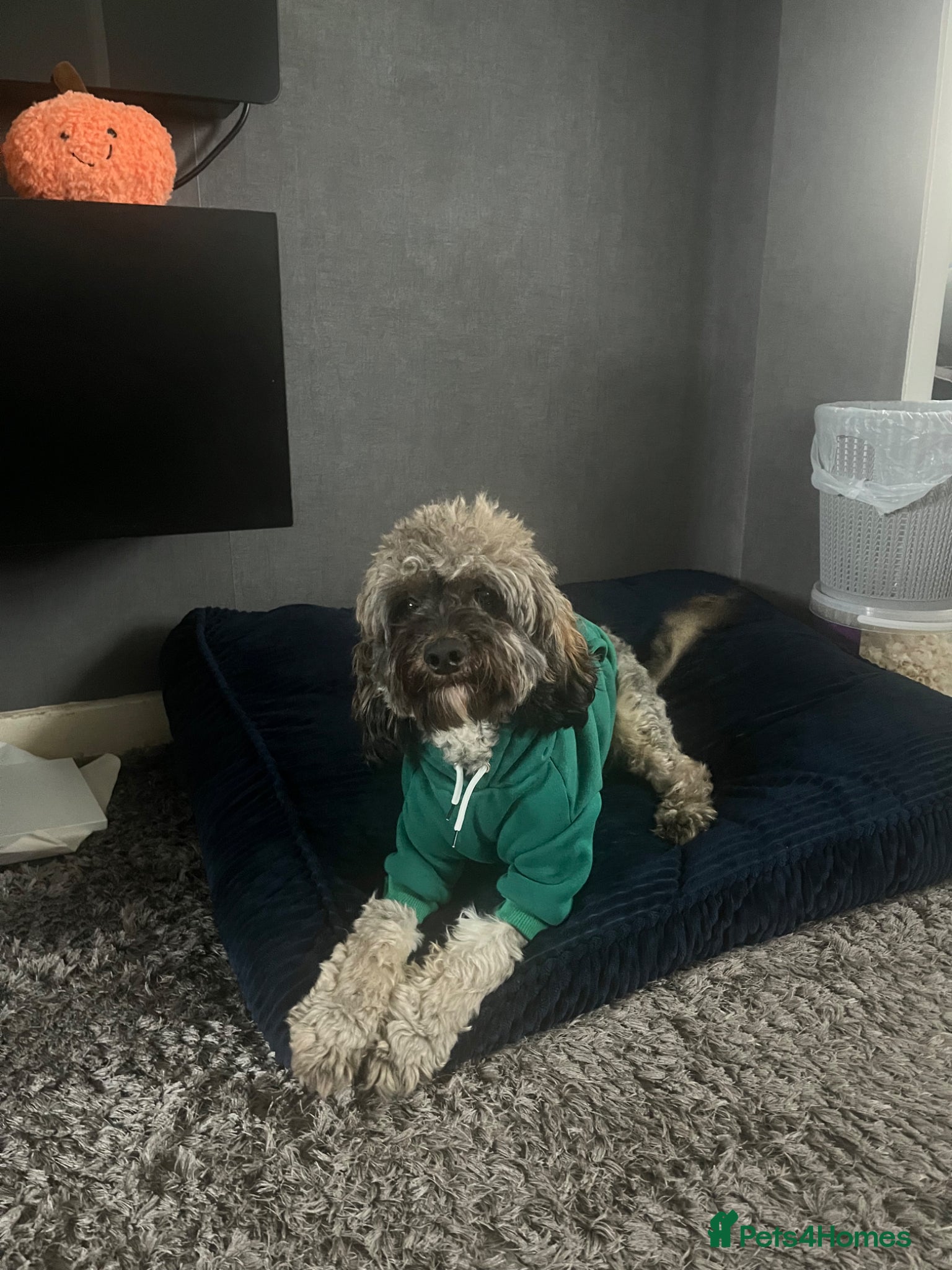 Cavapoo dogs Teddy the Cavapoo - Advert 2