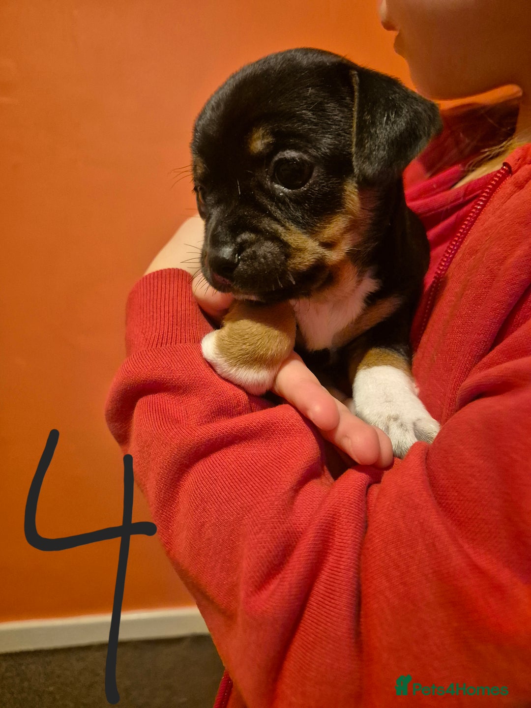 Jack Chi dogs for sale: Beautiful Jack Chi Puppies for Sale - Advert 12