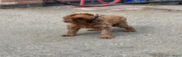 Cockapoo dogs for sale: F2 cockapoos - Advert 1