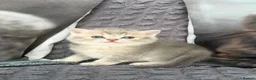Scottish Fold cats for sale: Discount available ❤️Lovely scotish kittens💕💕💕 - Advert 30