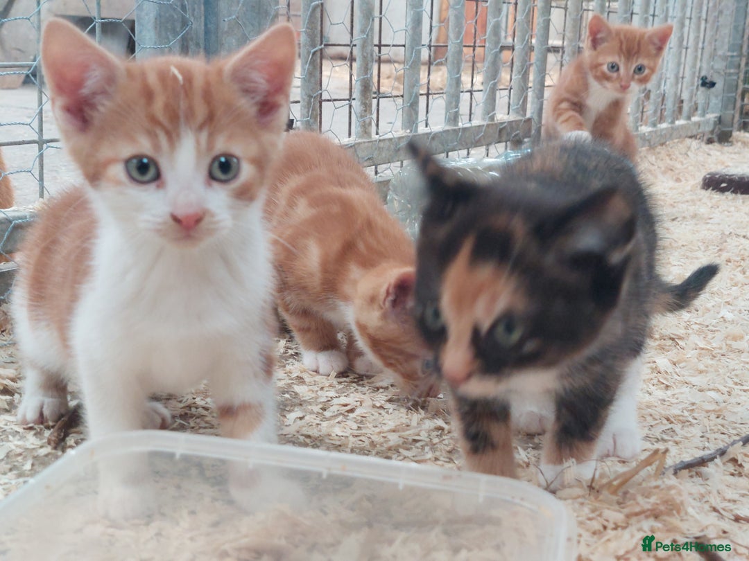 Domestic Shorthair cats for sale: Gorgeous kittens available now - Image 4