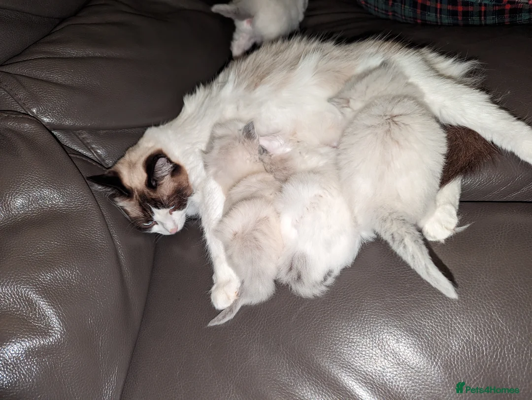 Ragdoll cats for sale: Gorgeous ragdoll kittens - Advert 7