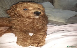 Toy Poodle dogs for sale: KC Registered gorgeous Red Toy Poodle Puppies - Image 10