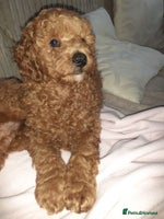 Toy Poodle dogs - Advert 8