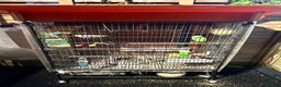 Finches birds for sale: Cage with 12/15 zebra finches and 3 canaries  - Advert 1