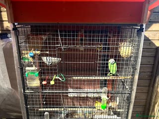 Finches birds Cage with 12/15 zebra finches and 3 canaries - Advert 7
