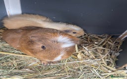 Guinea Pig rodents for sale: Baby Guineapigs female short haired  in Stoke-on-Trent - Image 3