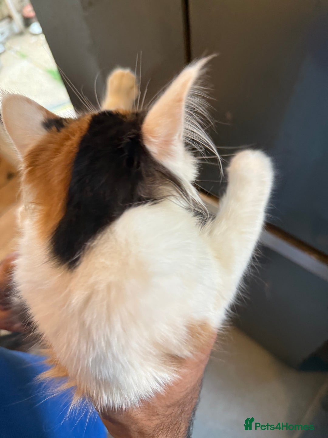 Maine Coon cats for sale: Mainecoon cross kittens  in Romford - Image 15