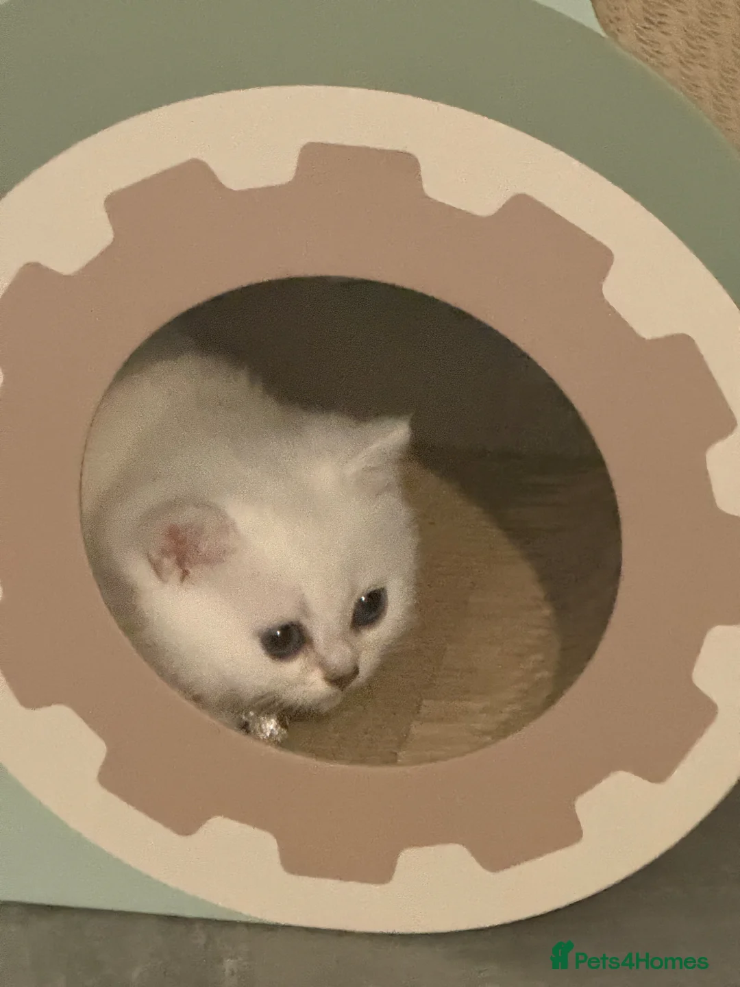 British Shorthair cats for sale: 1 Girl Left - British Shorthair Silver Kittens - Advert 2