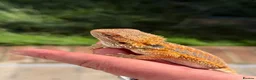 Bearded Dragon reptiles for sale: Red bearded dragon babies - ready for collection! in London - Advert 14