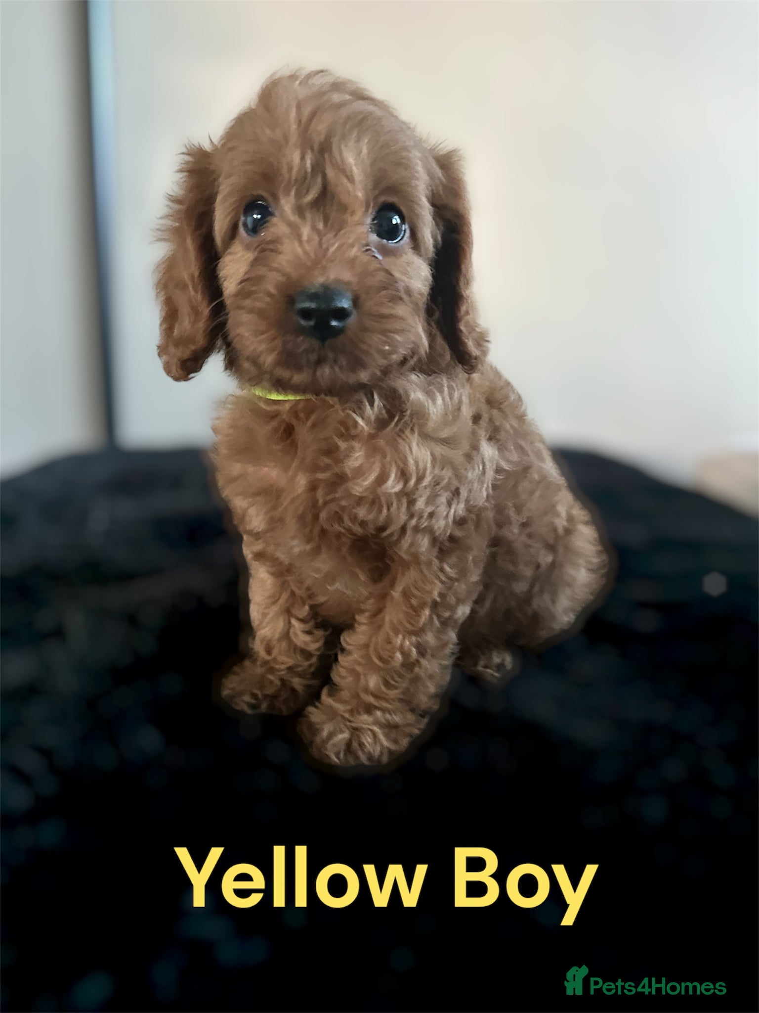 Cockapoo dogs DEEP RED COCKAPOO PUPPIES REDY NOW - Advert 15
